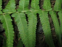 Diplazium esculentum