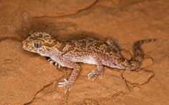 Stenodactylus mauritanicus