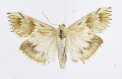 Cynaeda dentalis