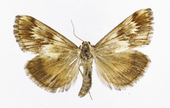 Cynaeda furiosa