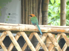 Baryphthengus martii