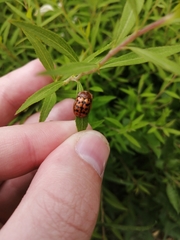 Conchyloctenia punctata