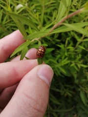 Conchyloctenia punctata