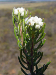 Phylica imberbis