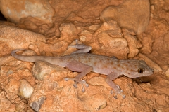 Ptyodactylus oudrii