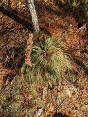 Xerophyllum asphodeloides