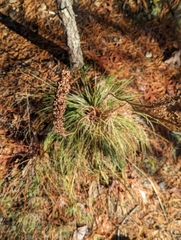 Xerophyllum asphodeloides