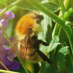 Bombus muscorum