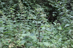 Arctium nemorosum