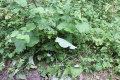 Arctium nemorosum