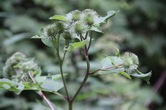 Arctium nemorosum