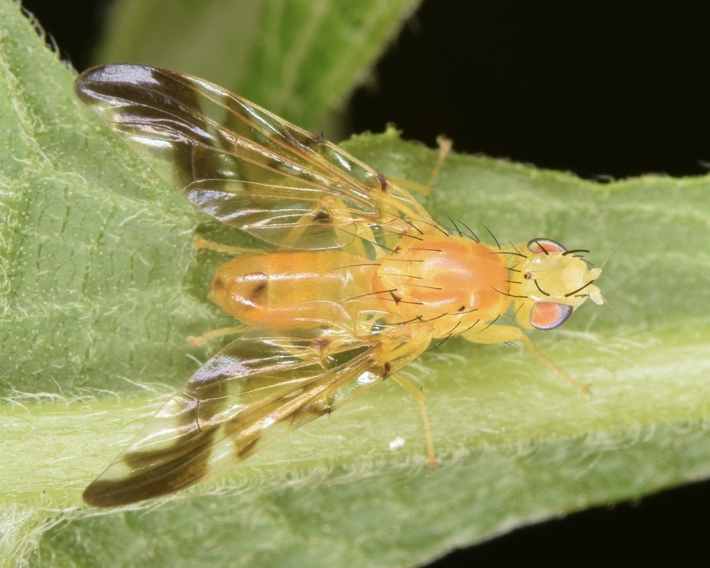 Strauzia uvedaliae