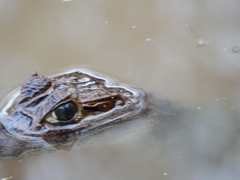 Caiman crocodilus fuscus