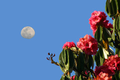 Rhododendron arboreum
