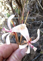 Pelargonium carneum