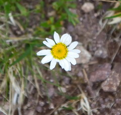 Leucanthemopsis