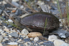 Kinosternon subrubrum subrubrum