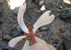 Pelargonium carneum