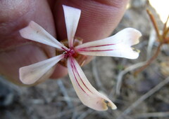Pelargonium carneum