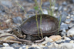 Kinosternon subrubrum subrubrum