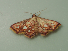 Enispa rosellus
