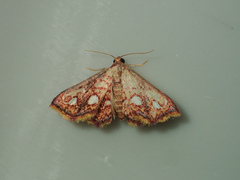 Enispa rosellus