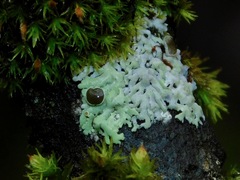 Physcia pumilior
