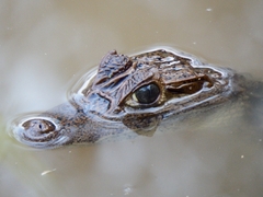 Caiman crocodilus fuscus