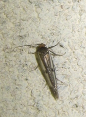 Parahyponomeuta egregiella