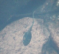 Clinotarsus curtipes