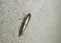 Parahyponomeuta egregiella