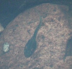 Clinotarsus curtipes