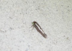 Parahyponomeuta egregiella