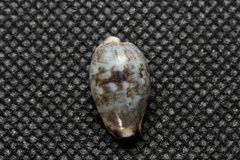 Purpuradusta gracilis