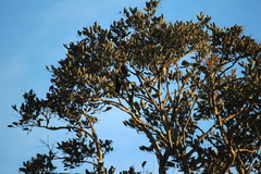 Lagerstroemia microcarpa