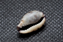 Purpuradusta gracilis