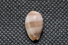 Palmadusta artuffeli