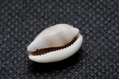 Palmadusta artuffeli