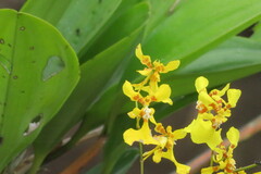 Oncidium klotzscheanum