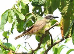 Megarynchus pitangua