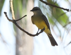 Tyrannus melancholicus