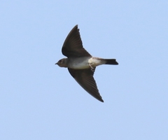 Stelgidopteryx ruficollis