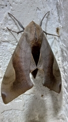 Clanis phalaris