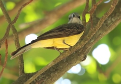 Tyrannus melancholicus