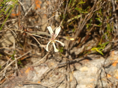 Pelargonium pinnatum