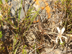 Pelargonium pinnatum