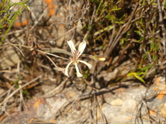 Pelargonium pinnatum
