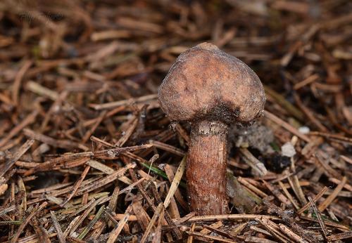 Tulostoma fulvellum · iNaturalist United Kingdom