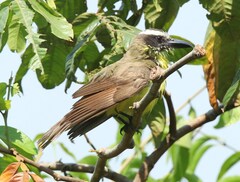 Megarynchus pitangua