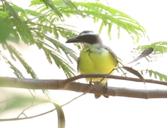 Megarynchus pitangua